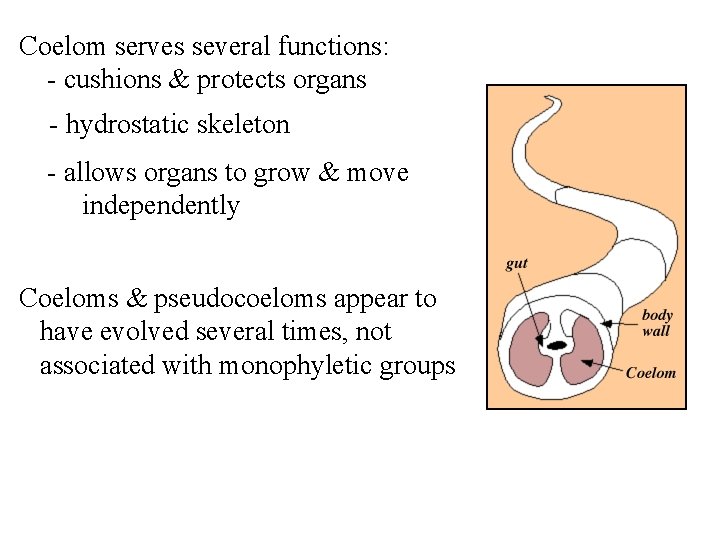 Coelom serves several functions: - cushions & protects organs - hydrostatic skeleton - allows