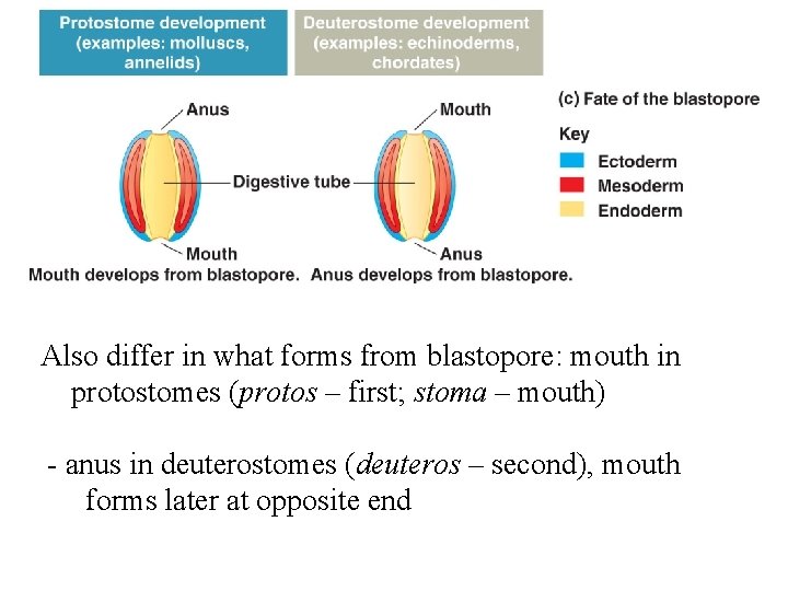 Also differ in what forms from blastopore: mouth in protostomes (protos – first; stoma
