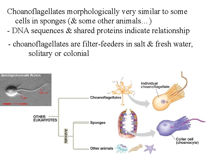 Choanoflagellates morphologically very similar to some cells in sponges (& some other animals…) -