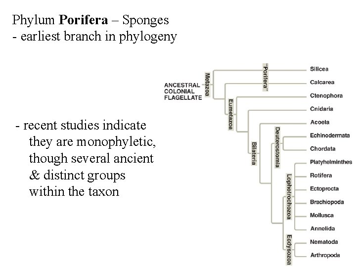 Phylum Porifera – Sponges - earliest branch in phylogeny - recent studies indicate they