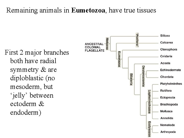 Remaining animals in Eumetozoa, have true tissues First 2 major branches both have radial