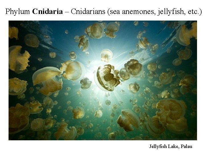 Phylum Cnidaria – Cnidarians (sea anemones, jellyfish, etc. ) Jellyfish Lake, Palau 