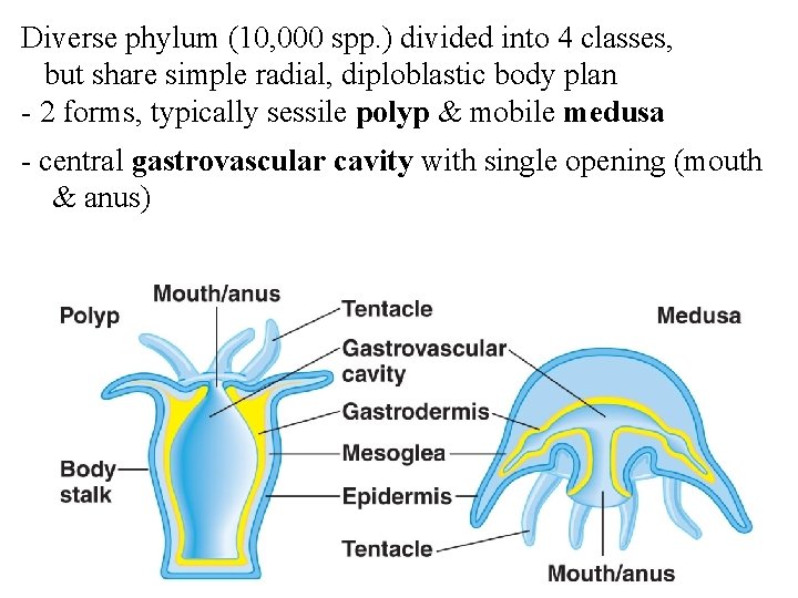 Diverse phylum (10, 000 spp. ) divided into 4 classes, but share simple radial,