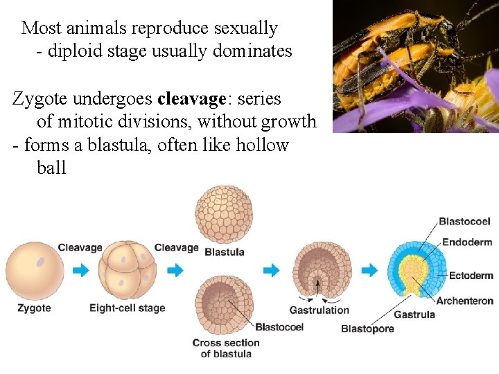 Most animals reproduce sexually - diploid stage usually dominates Zygote undergoes cleavage: series of