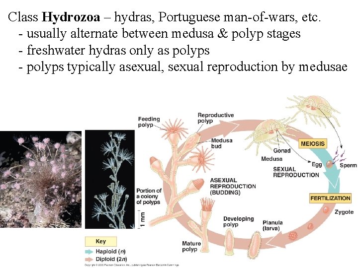 Class Hydrozoa – hydras, Portuguese man-of-wars, etc. - usually alternate between medusa & polyp