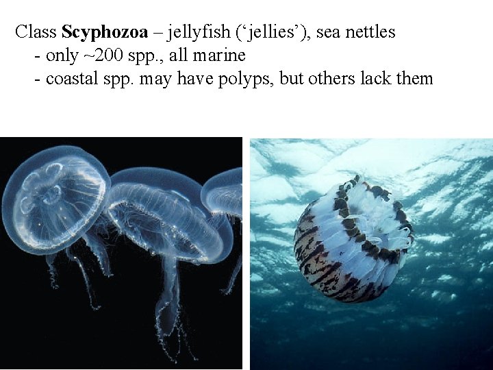 Class Scyphozoa – jellyfish (‘jellies’), sea nettles - only ~200 spp. , all marine