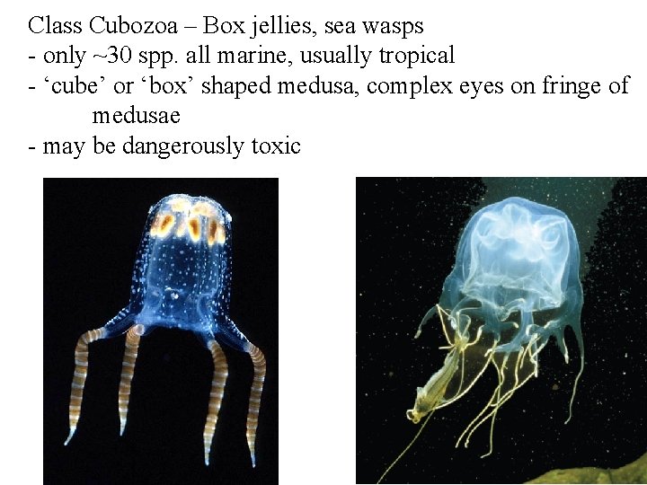 Class Cubozoa – Box jellies, sea wasps - only ~30 spp. all marine, usually