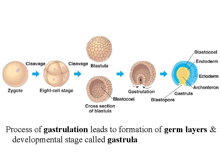 Process of gastrulation leads to formation of germ layers & developmental stage called gastrula