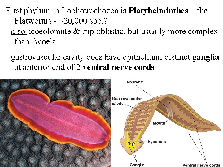 First phylum in Lophotrochozoa is Platyhelminthes – the Flatworms - ~20, 000 spp. ?