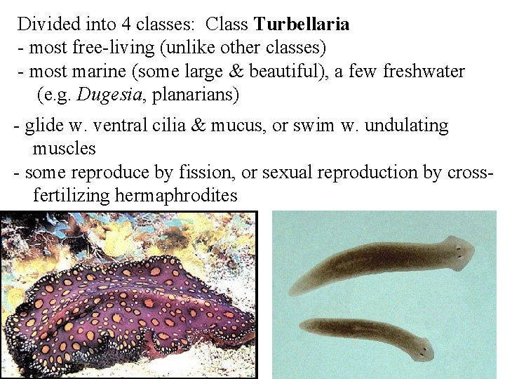 Divided into 4 classes: Class Turbellaria - most free-living (unlike other classes) - most