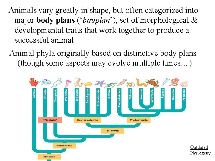 Animals vary greatly in shape, but often categorized into major body plans (‘bauplan’), set