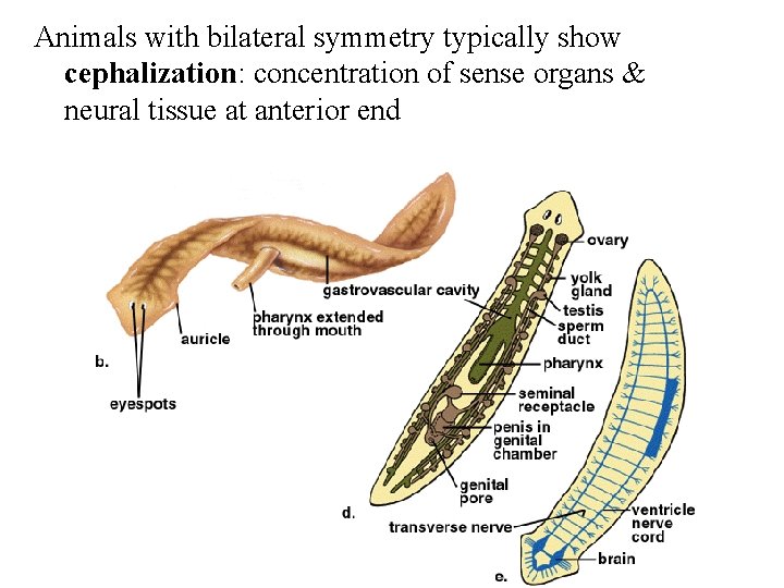 Animals with bilateral symmetry typically show cephalization: concentration of sense organs & neural tissue
