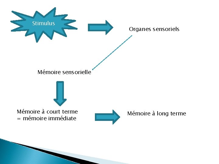 Stimulus Organes sensoriels Mémoire sensorielle Mémoire à court terme = mémoire immédiate Mémoire à