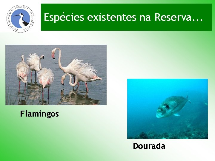Espécies existentes na Reserva. . . Flamingos Dourada 