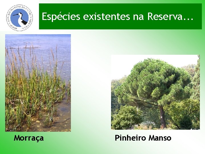 Espécies existentes na Reserva. . . Morraça Pinheiro Manso 