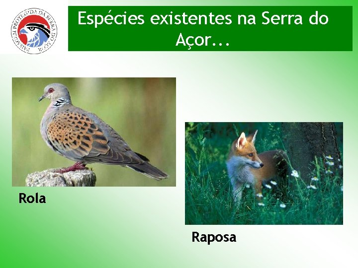 Espécies existentes na Serra do Açor. . . Rola Raposa 