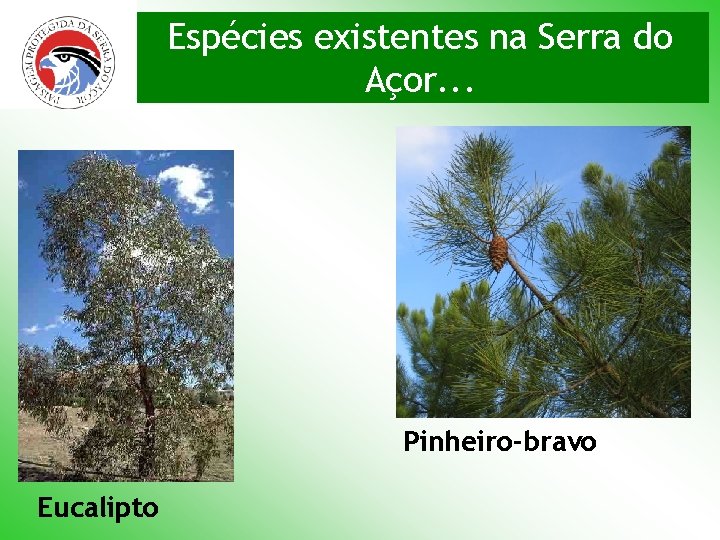 Espécies existentes na Serra do Açor. . . Pinheiro-bravo Eucalipto 