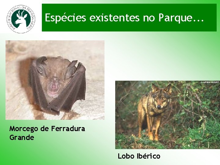 Espécies existentes no Parque. . . Morcego de Ferradura Grande Lobo Ibérico 