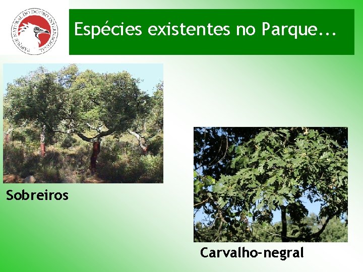 Espécies existentes no Parque. . . Sobreiros Carvalho-negral 