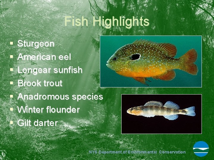 Fish Highlights § § § § Sturgeon American eel Longear sunfish Brook trout Anadromous