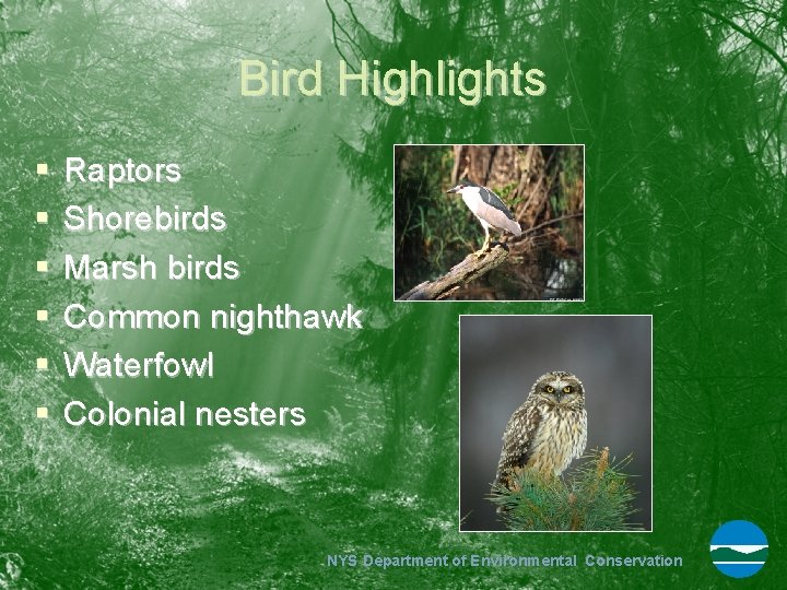 Bird Highlights § § § Raptors Shorebirds Marsh birds Common nighthawk Waterfowl Colonial nesters