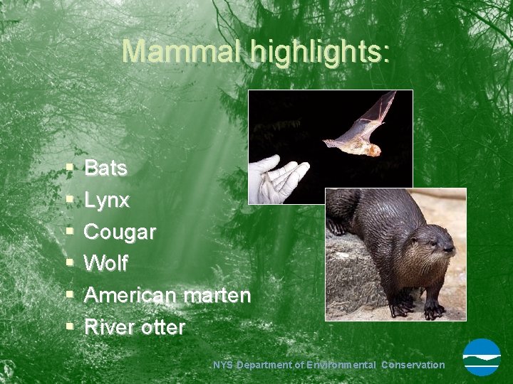 Mammal highlights: § § § Bats Lynx Cougar Wolf American marten River otter NYS