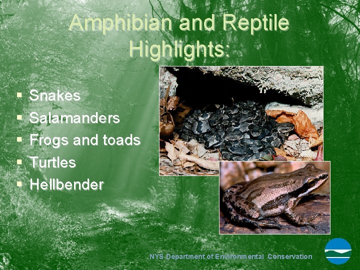 Amphibian and Reptile Highlights: § § § Snakes Salamanders Frogs and toads Turtles Hellbender