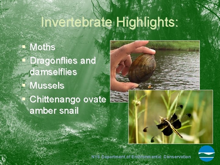 Invertebrate Highlights: § Moths § Dragonflies and damselflies § Mussels § Chittenango ovate amber