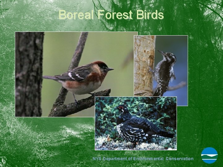 Boreal Forest Birds NYS Department of Environmental Conservation 