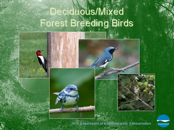 Deciduous/Mixed Forest Breeding Birds NYS Department of Environmental Conservation 