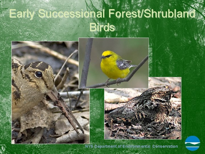 Early Successional Forest/Shrubland Birds NYS Department of Environmental Conservation 