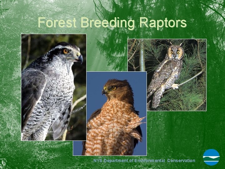 Forest Breeding Raptors NYS Department of Environmental Conservation 