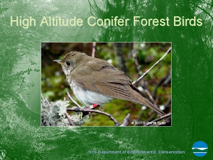 High Altitude Conifer Forest Birds NYS Department of Environmental Conservation 