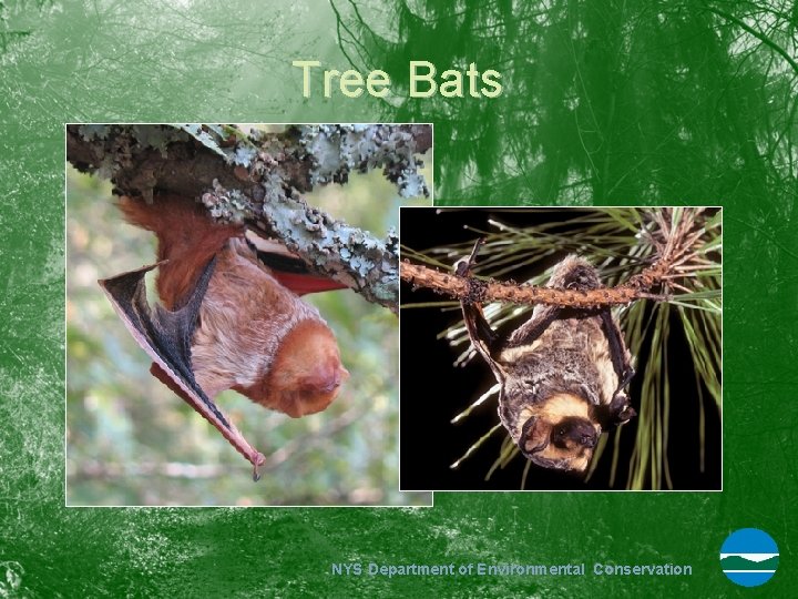Tree Bats NYS Department of Environmental Conservation 