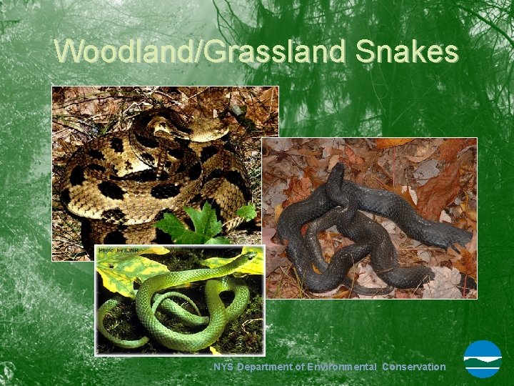 Woodland/Grassland Snakes NYS Department of Environmental Conservation 