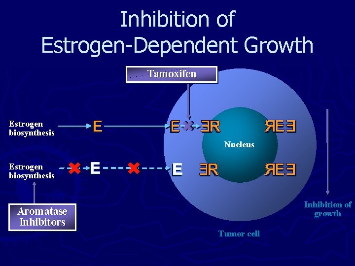 Inhibition of Estrogen-Dependent Growth Tamoxifen Estrogen biosynthesis Nucleus Estrogen biosynthesis Inhibition of growth Aromatase