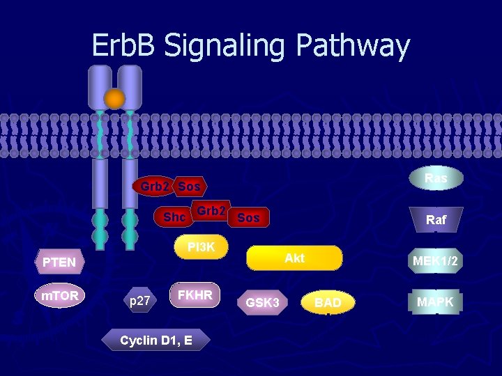 Erb. B Signaling Pathway Ras Grb 2 Sos Grb 2 Shc Sos PI 3