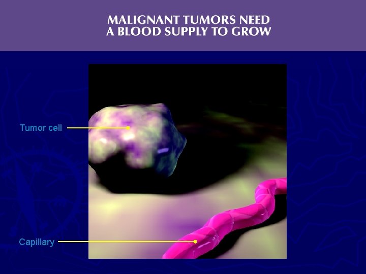 Tumor cell Capillary 