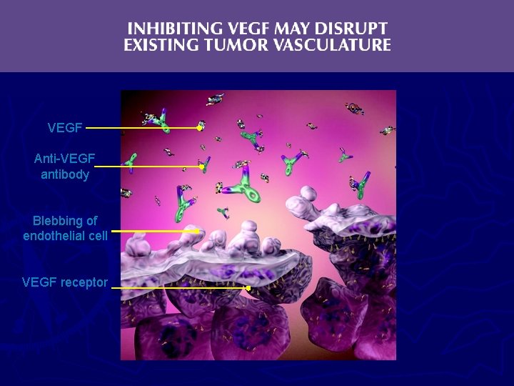 VEGF Anti-VEGF antibody Blebbing of endothelial cell VEGF receptor 