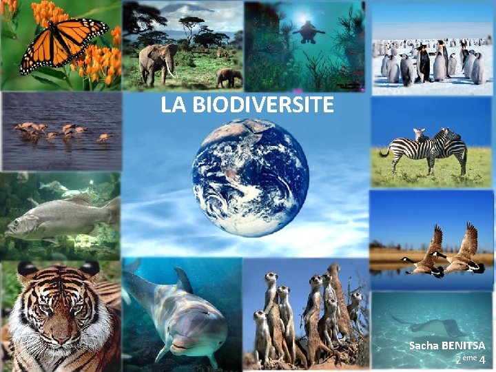 LA BIODIVERSITE Sacha BENITSA 2ème 4 