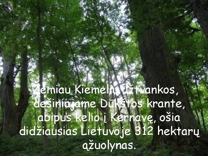 Žemiau Kiemelių užtvankos, dešiniajame Dūkštos krante, abipus kelio į Kernavę, ošia didžiausias Lietuvoje 312