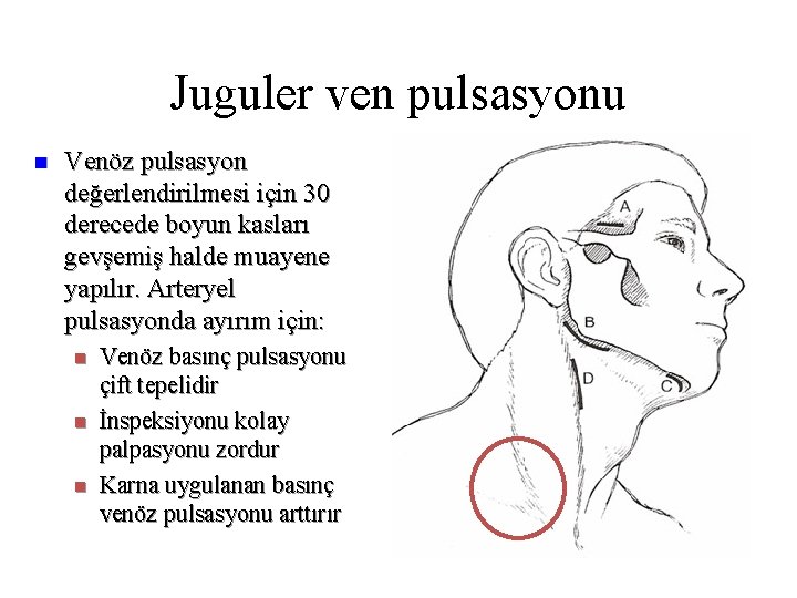 Juguler ven pulsasyonu n Venöz pulsasyon değerlendirilmesi için 30 derecede boyun kasları gevşemiş halde