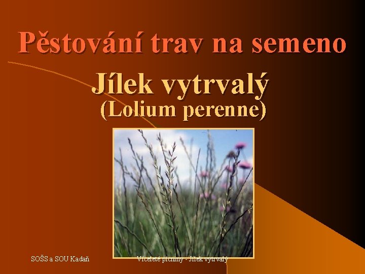 Pěstování trav na semeno Jílek vytrvalý (Lolium perenne) SOŠS a SOU Kadaň Víceleté pícniny