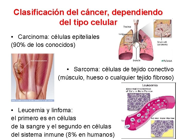 Clasificación del cáncer, dependiendo del tipo celular • Carcinoma: células epiteliales (90% de los