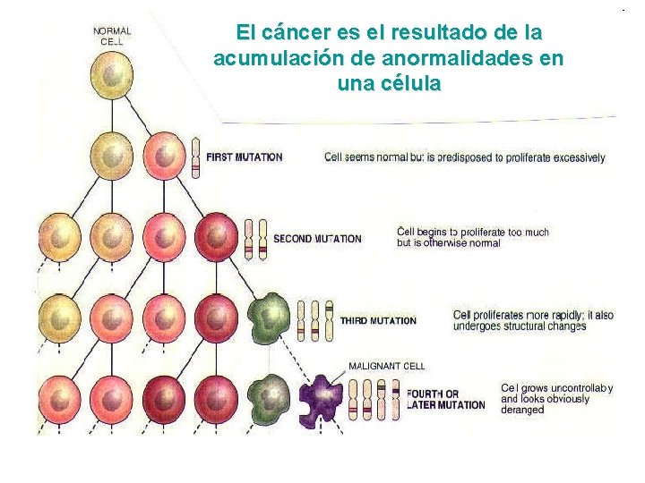 El cáncer es el resultado de la acumulación de anormalidades en una célula 