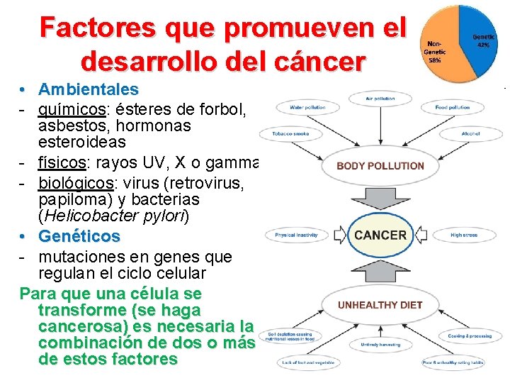 Factores que promueven el desarrollo del cáncer • Ambientales - químicos: ésteres de forbol,