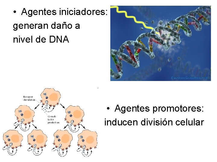  • Agentes iniciadores: generan daño a nivel de DNA • Agentes promotores: inducen