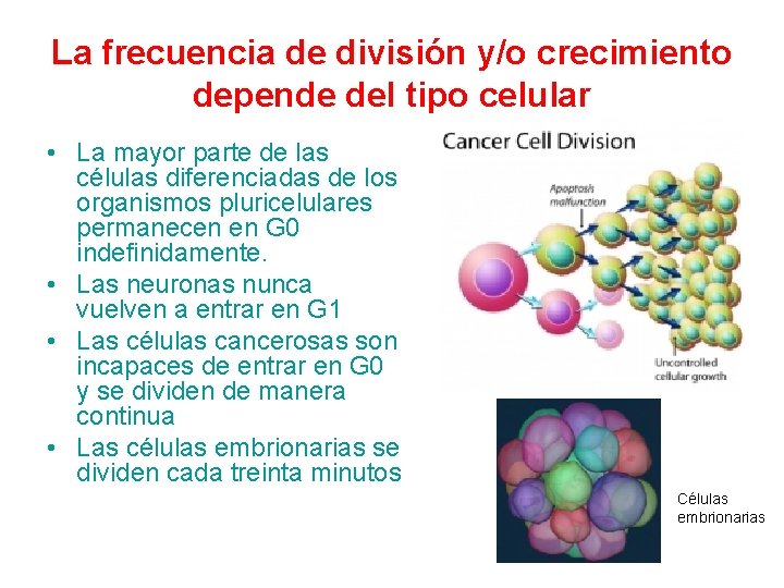 La frecuencia de división y/o crecimiento depende del tipo celular • La mayor parte