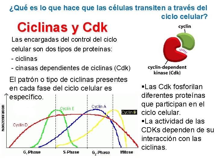 ¿Qué es lo que hace que las células transiten a través del ciclo celular?