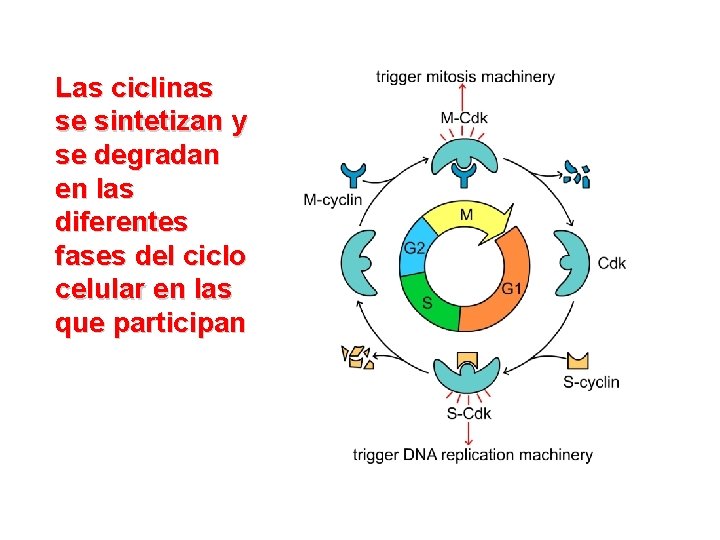 Las ciclinas se sintetizan y se degradan en las diferentes fases del ciclo celular